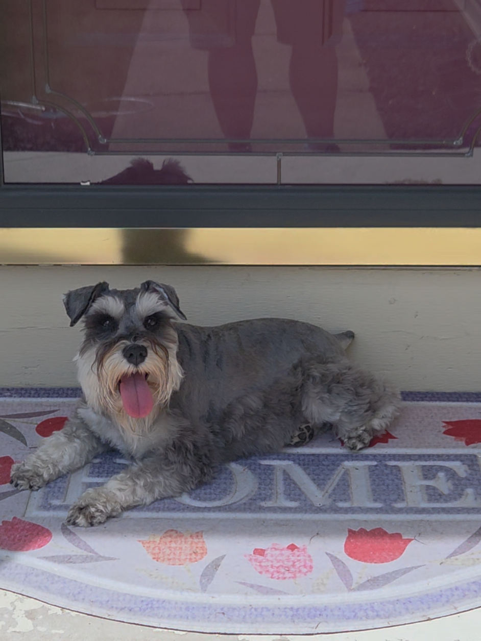 @Schnauzer Intelligence