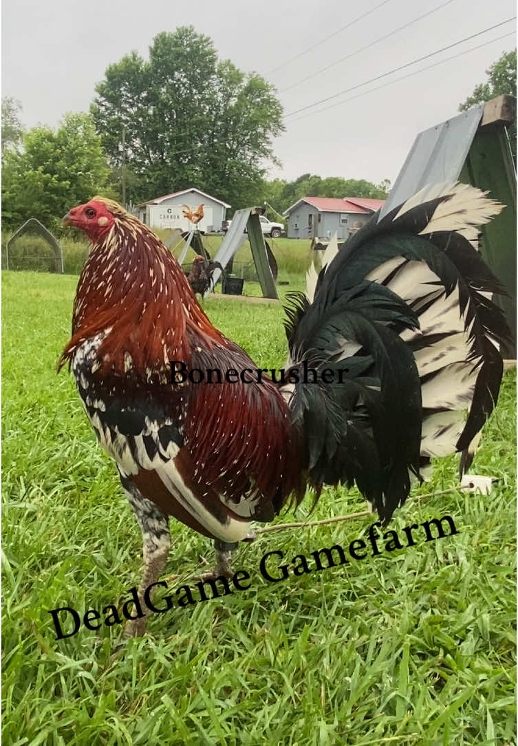 @DeadGame.Gamefarm