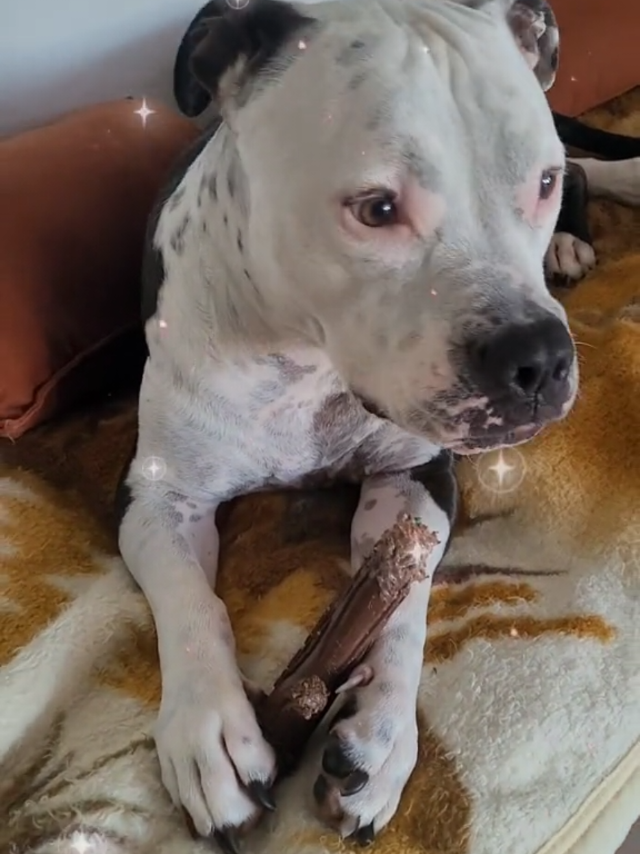 @Pittbull Brucegriebeler