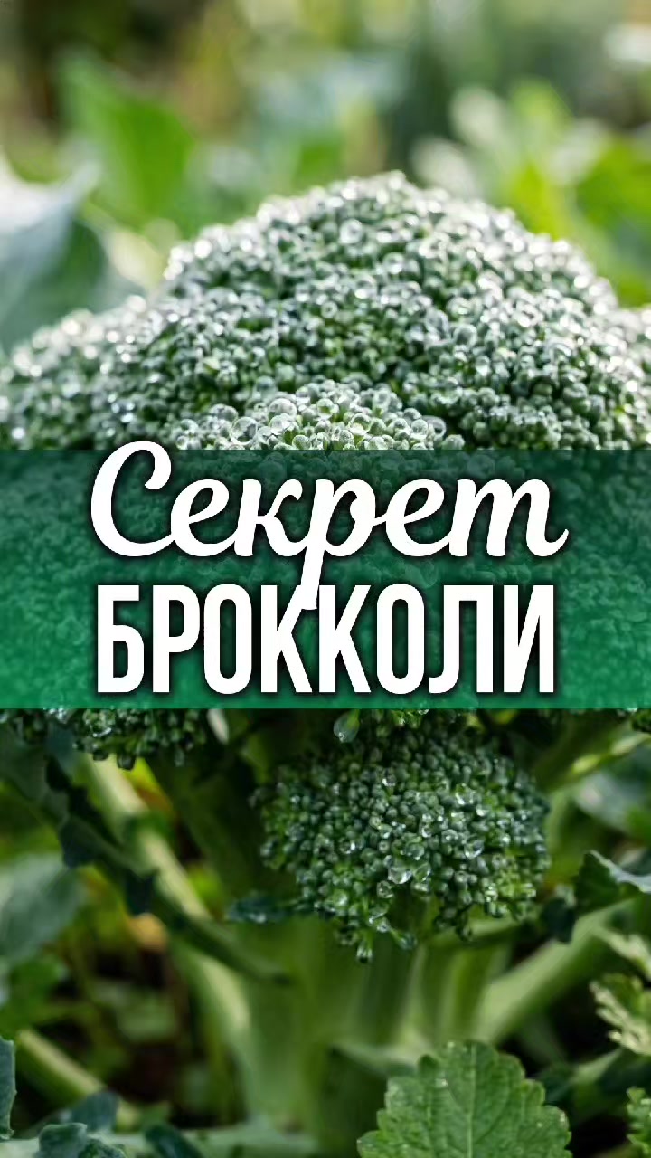 @ЗОЖнавигатор