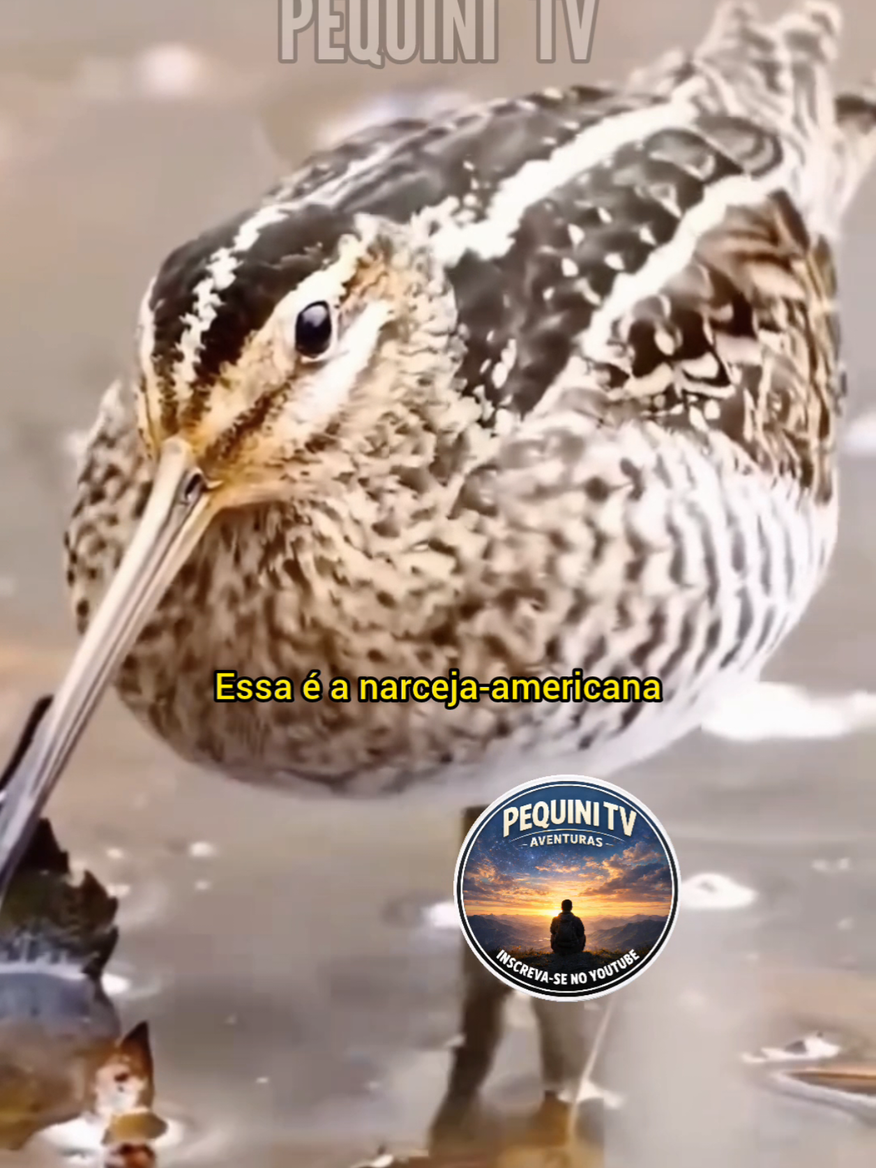 @PEQUINI TV