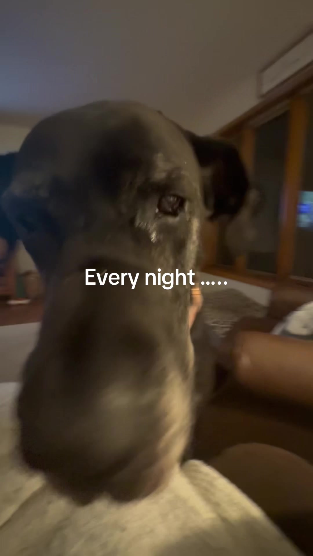 @jewelsthegreatdane