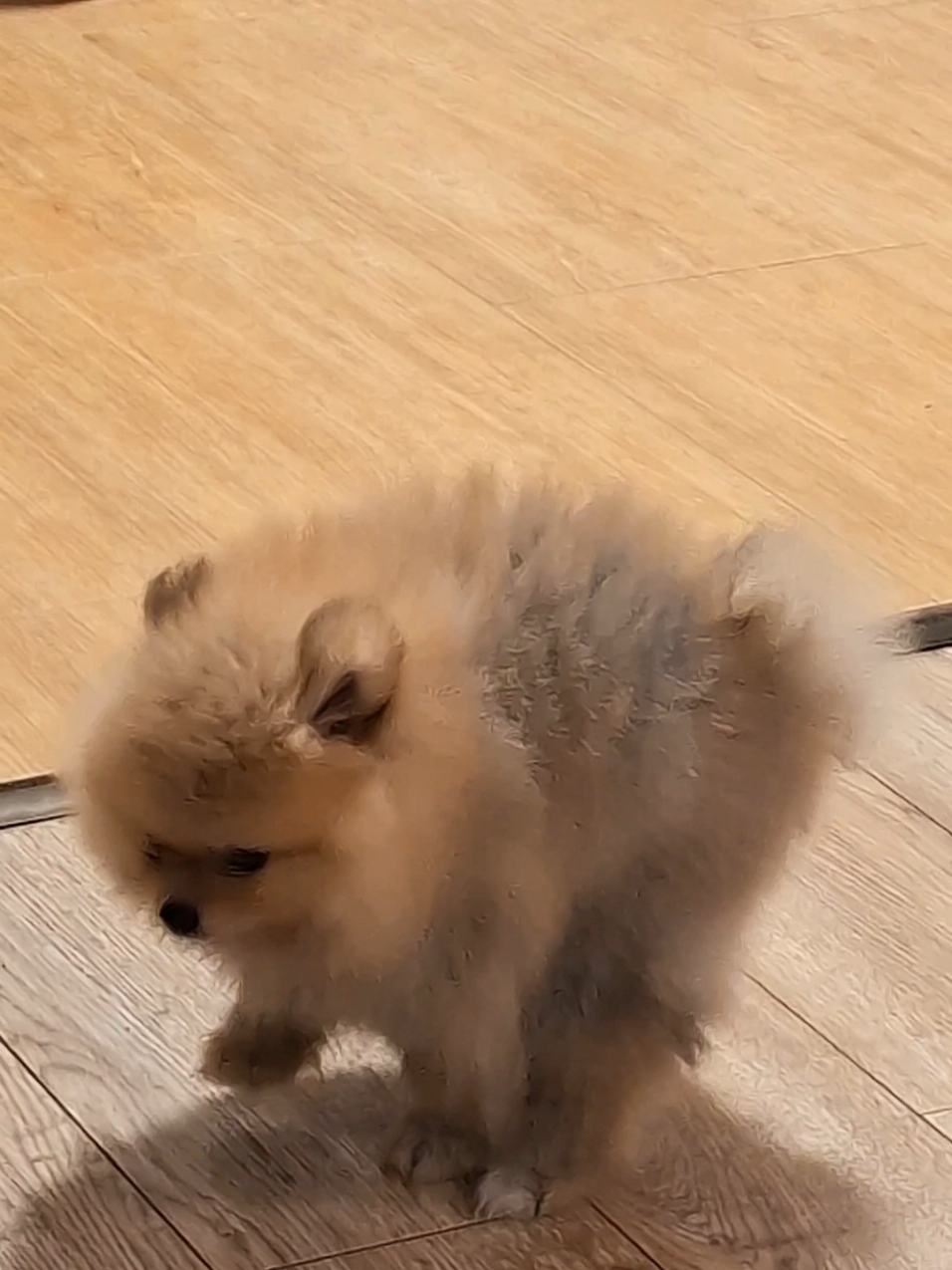 @Princess Candy Pomeranian