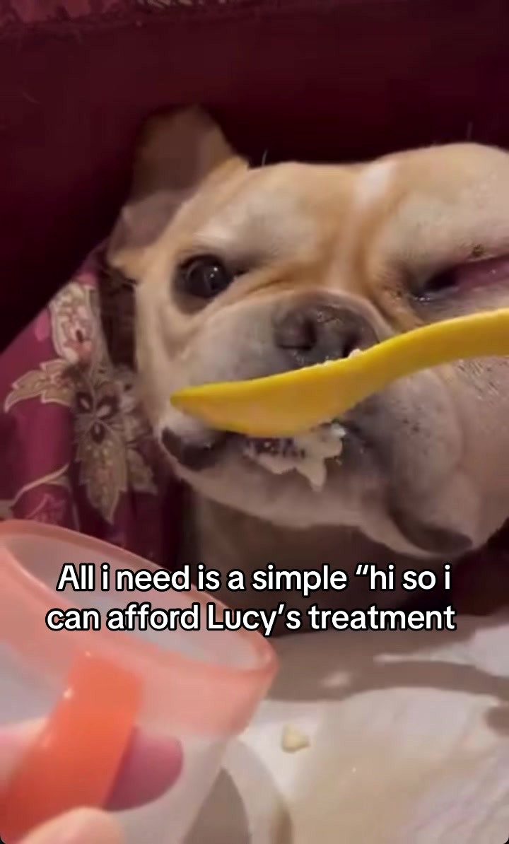 @Surgery for Lucy0