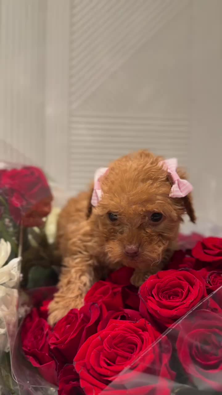 @homeraisedtinypoodles