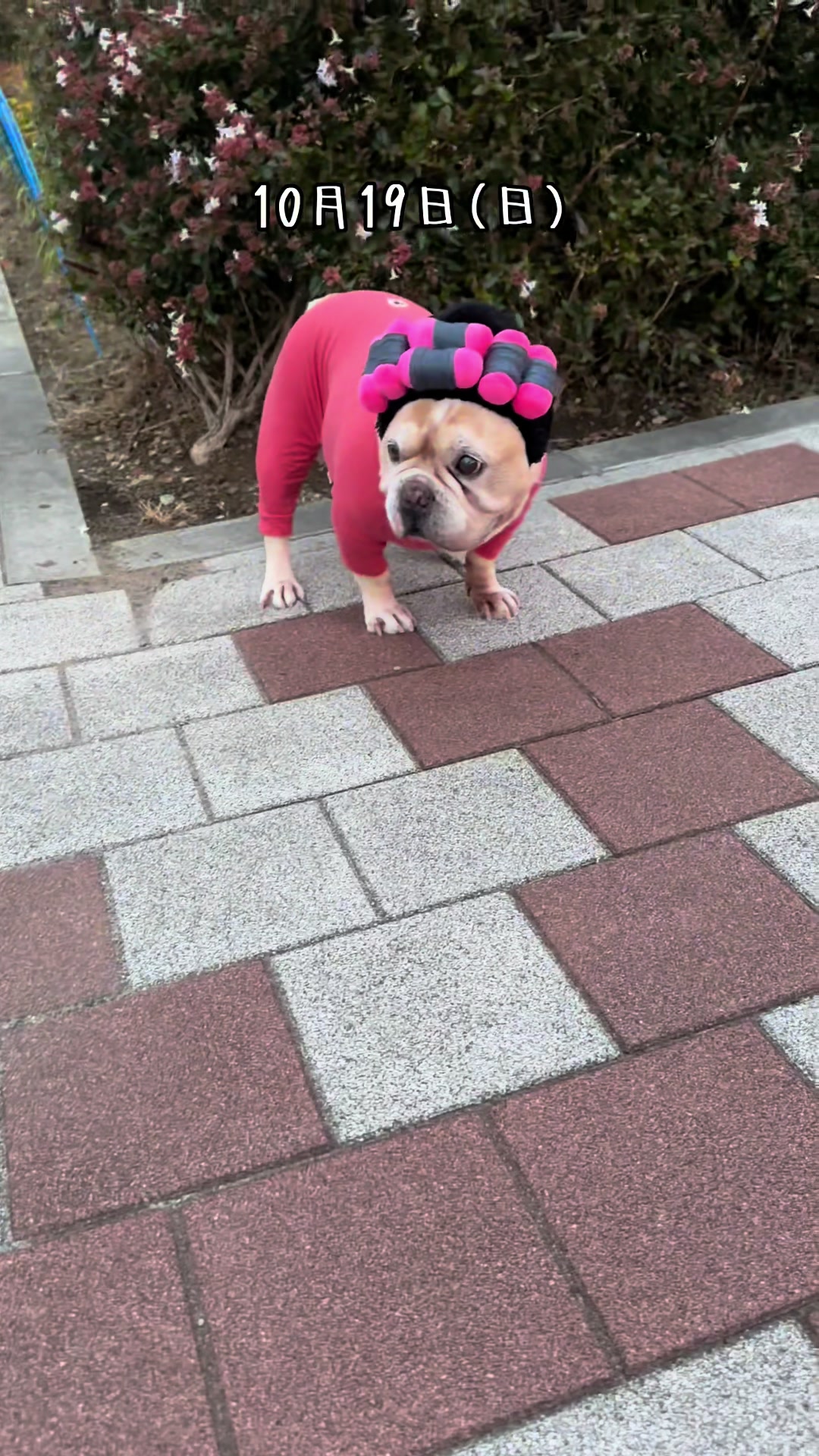 @ごん太
