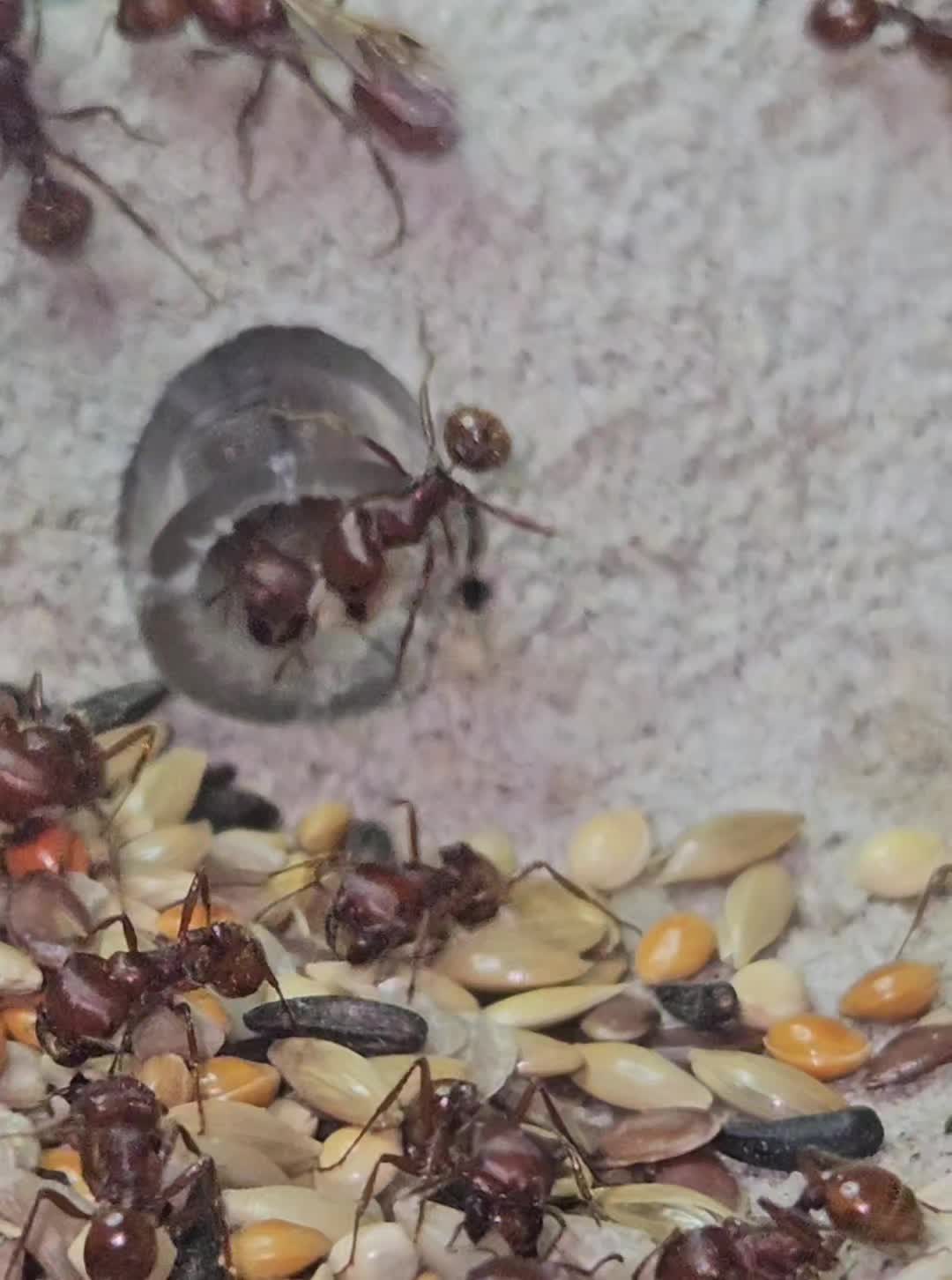 @Aaron's Ants