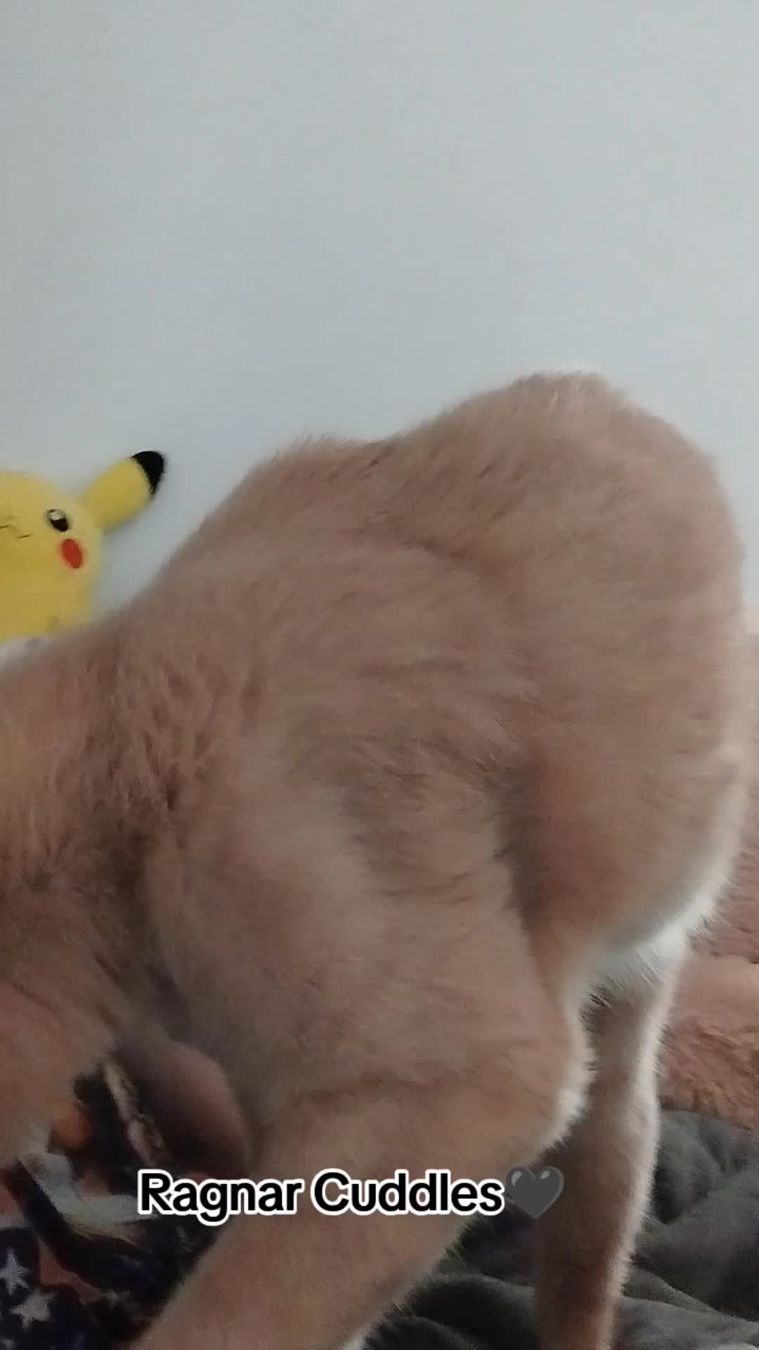 @Mad Kitti3