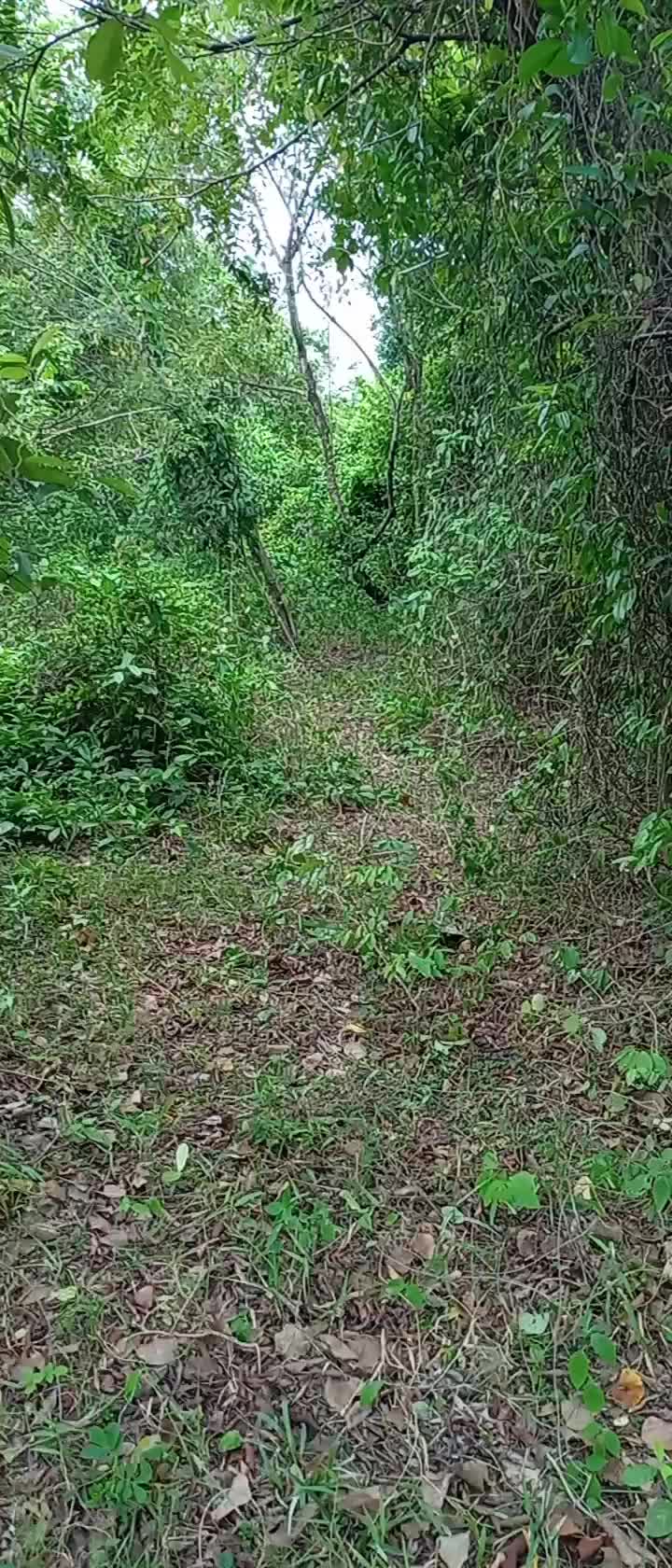 @Toman_Rimba_ll