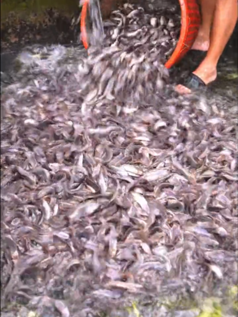 @Trại Cá Giống Quang Lâm