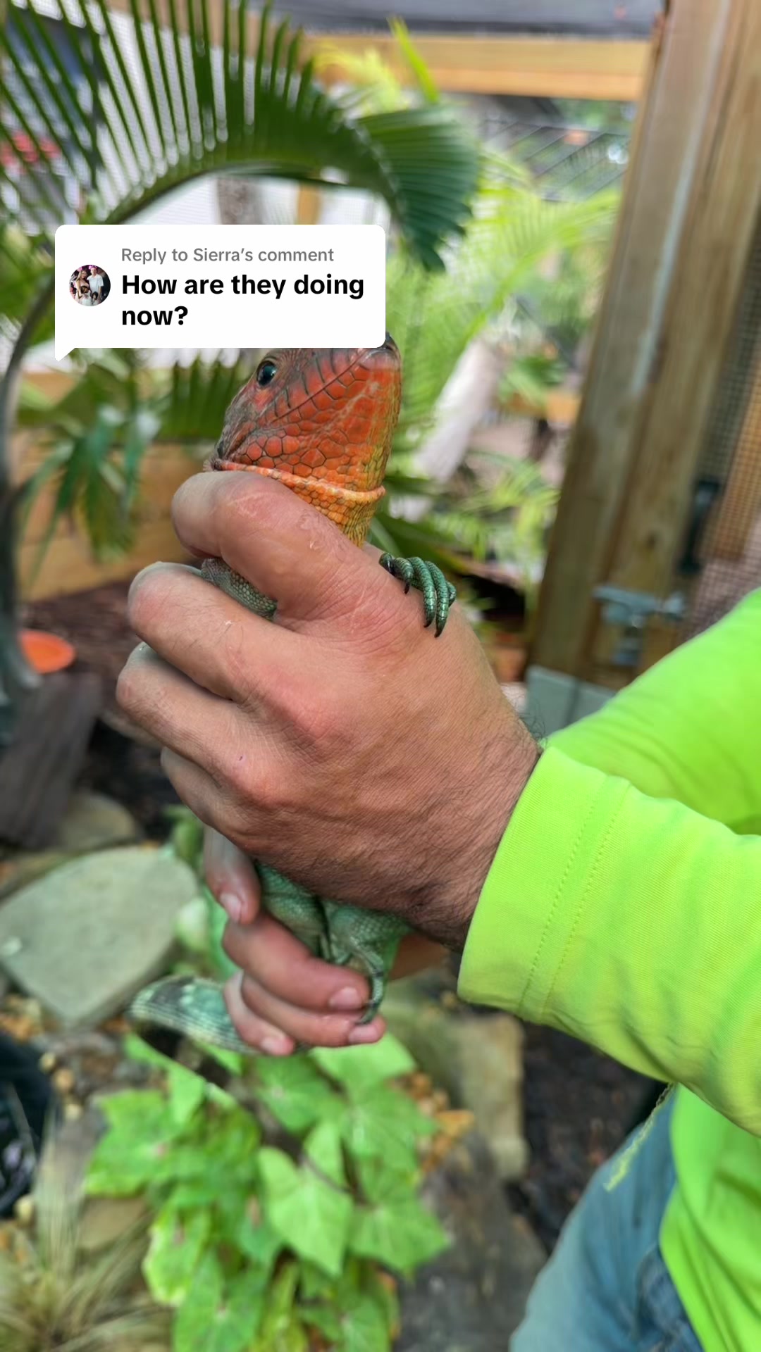 @Exotic Reptiles Viva La Raza