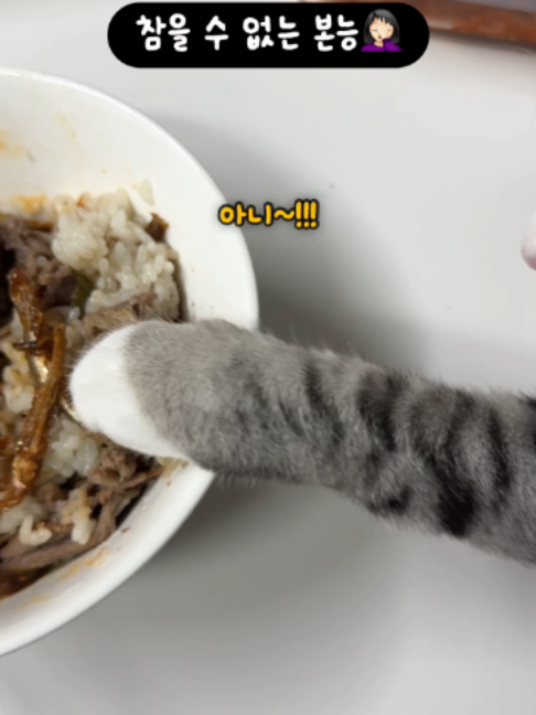 @투머치냥즈