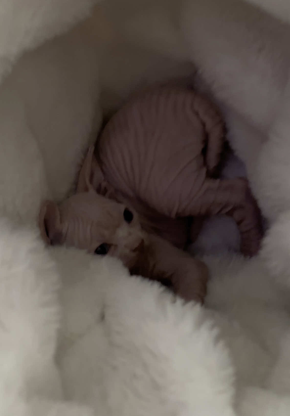 @famoussphynx