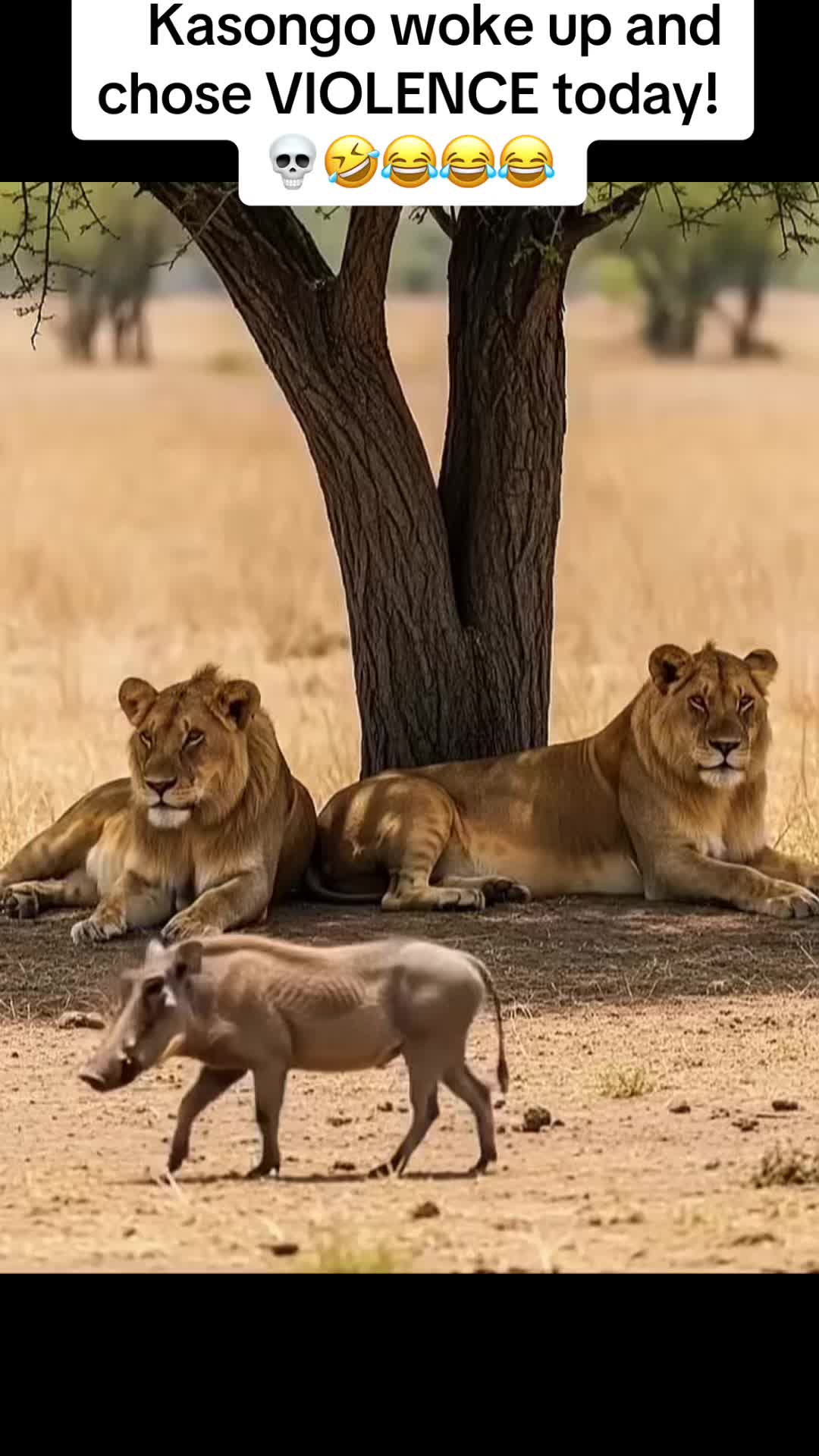 @Roi De la Jungle