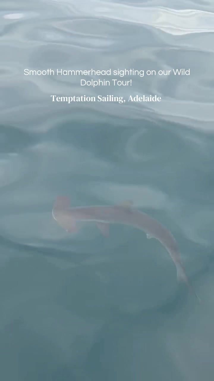 @Temptation Sailing