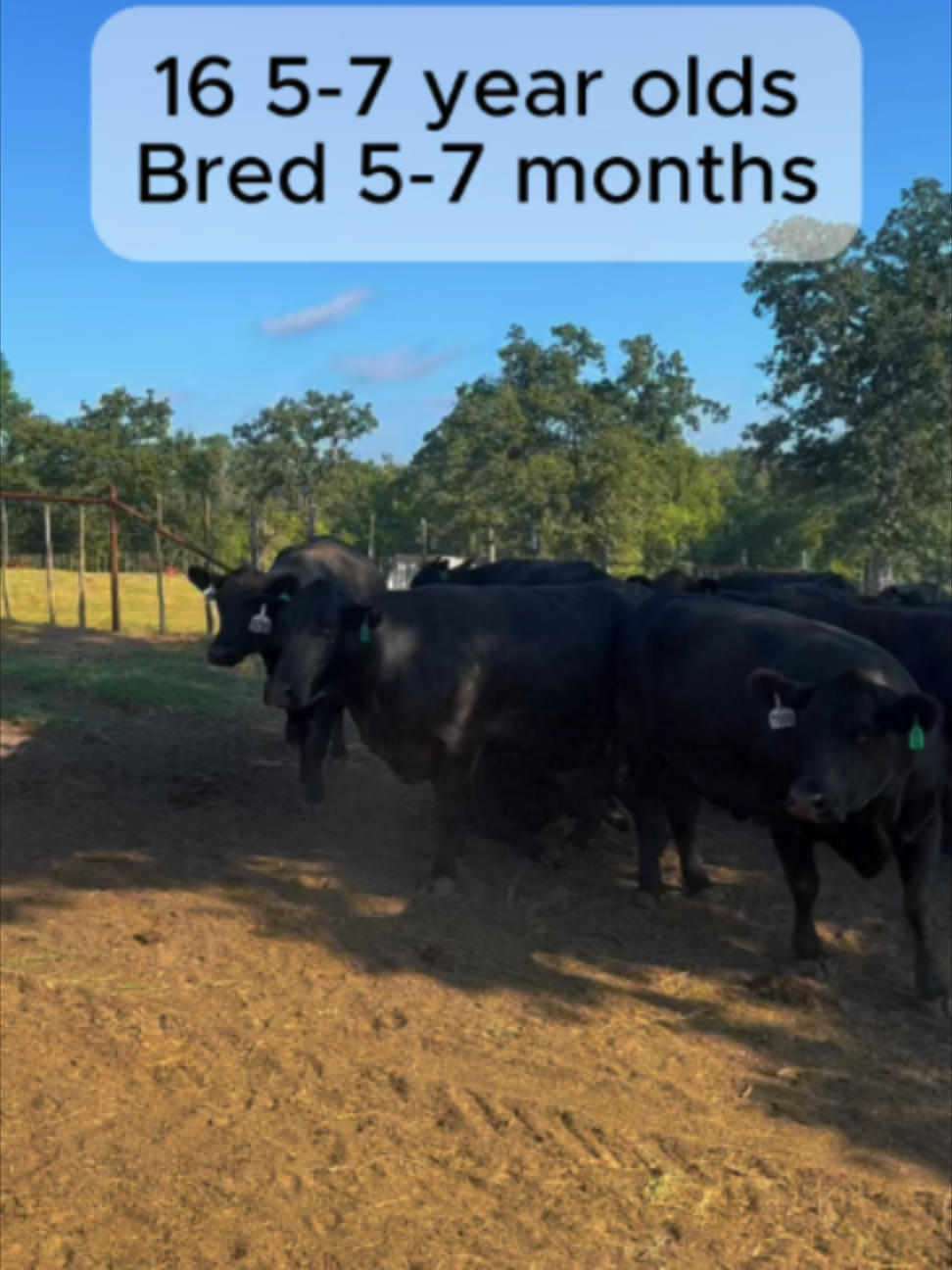 @Rutherford Land and Cattle