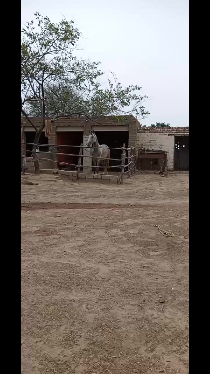 @RAJA SAQIB ALI SAQI