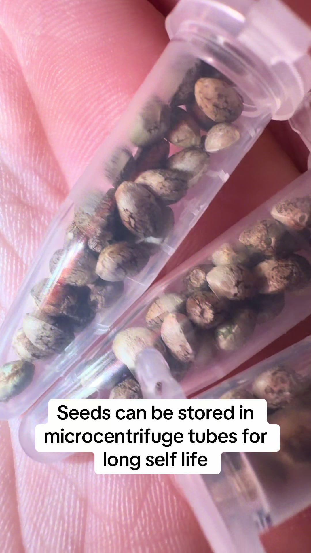@SEEDTIVA