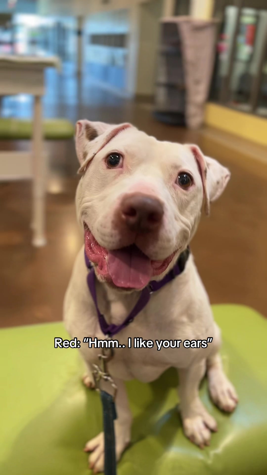 @Lynchburg Humane Society
