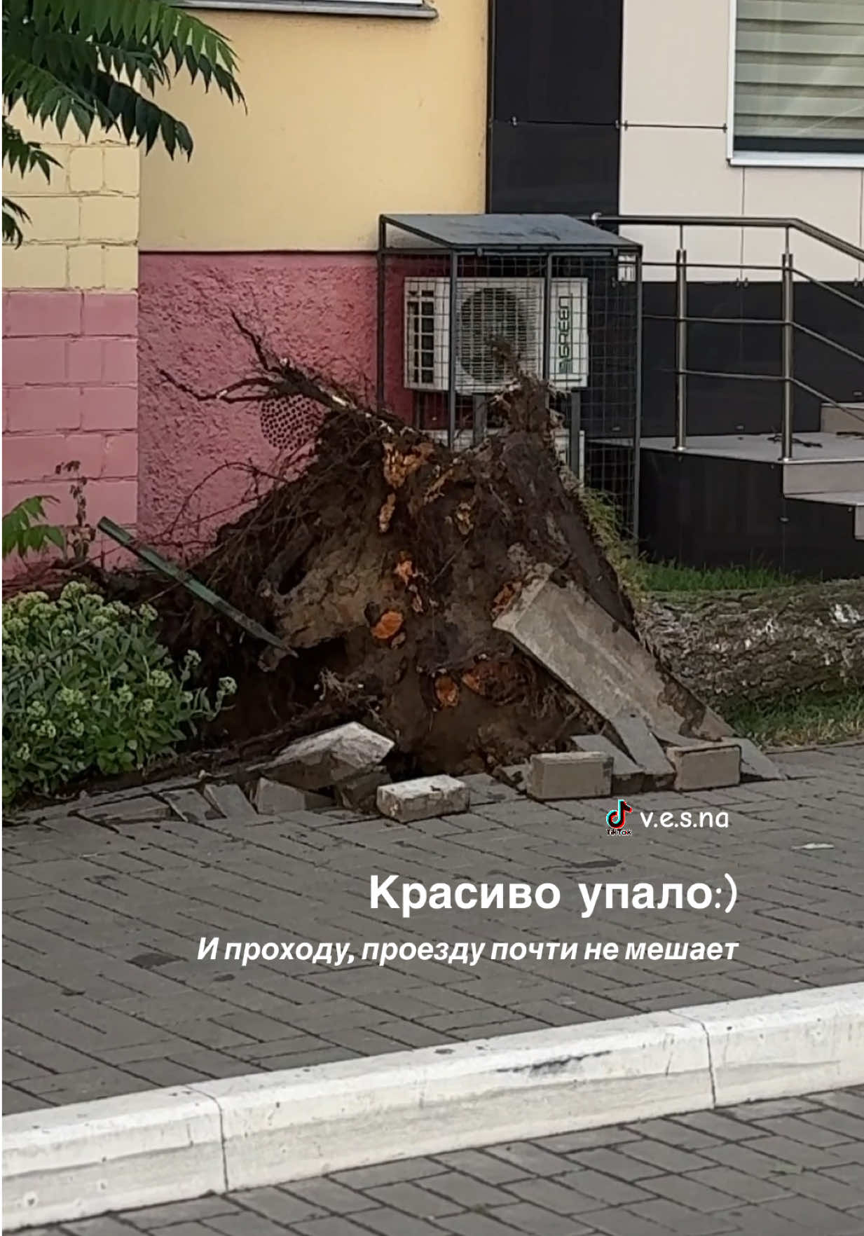@vesna