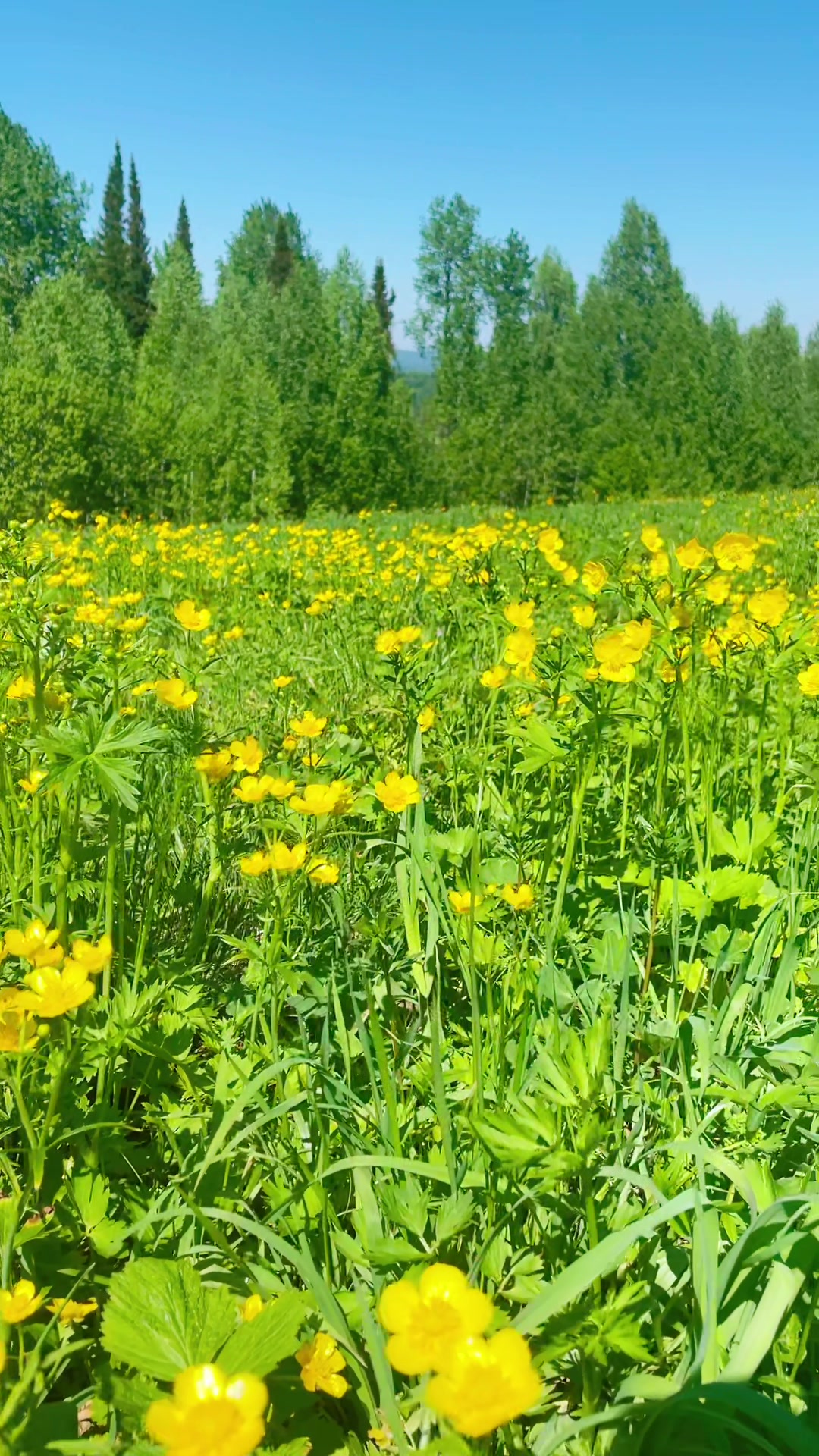 @🌸АнютаЯ🌸