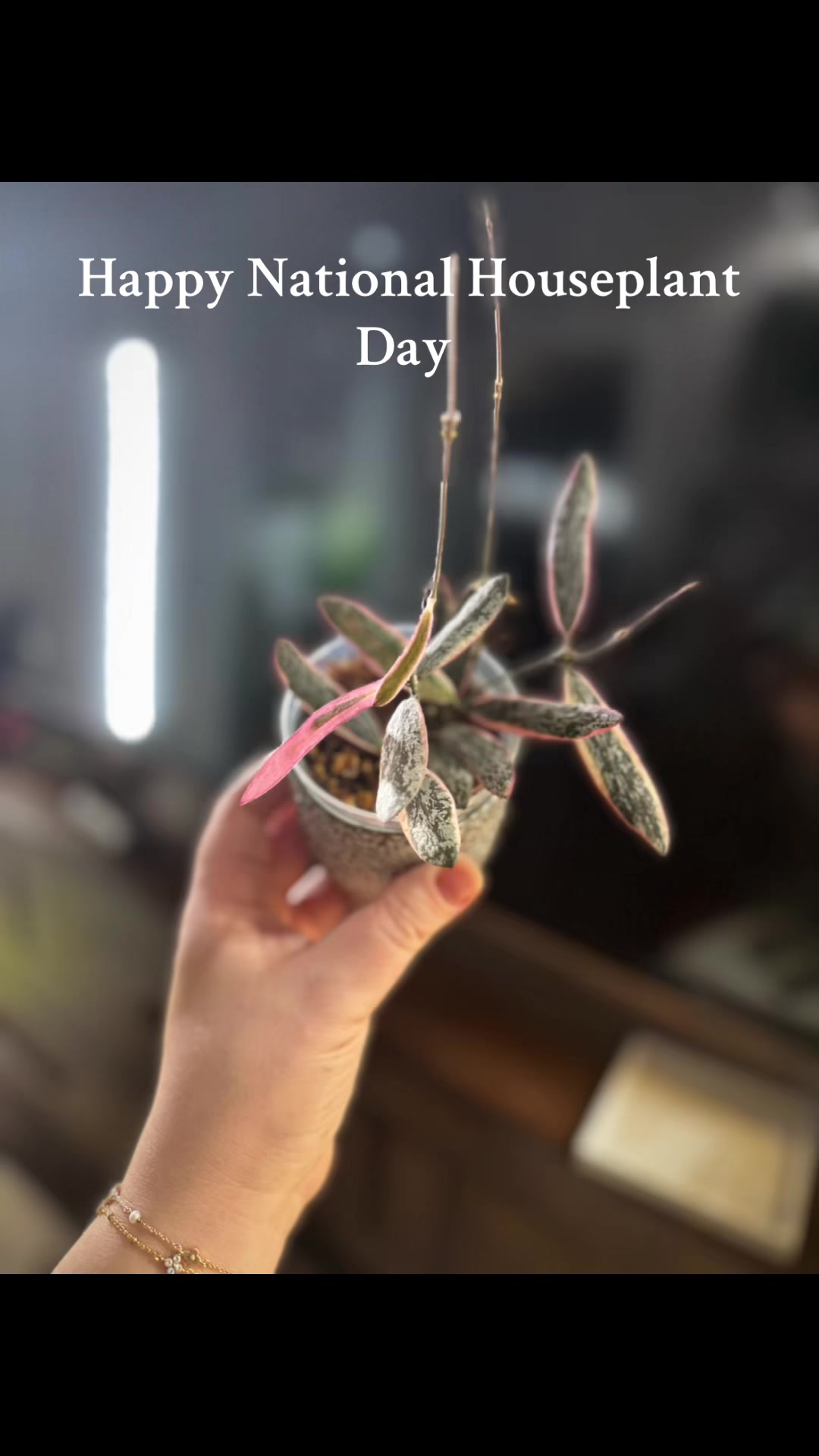 @Ness Rose | Plant Fanatic ✨