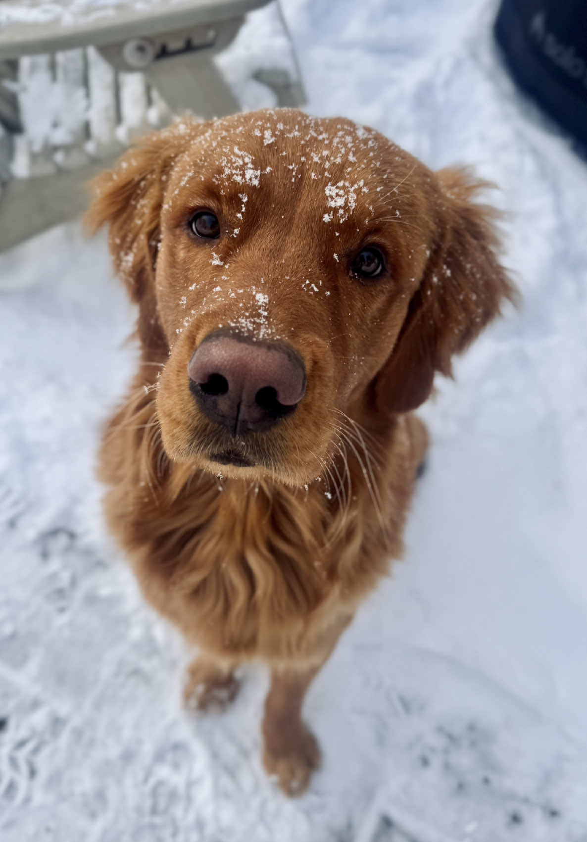 @Rooster The Red Retriever