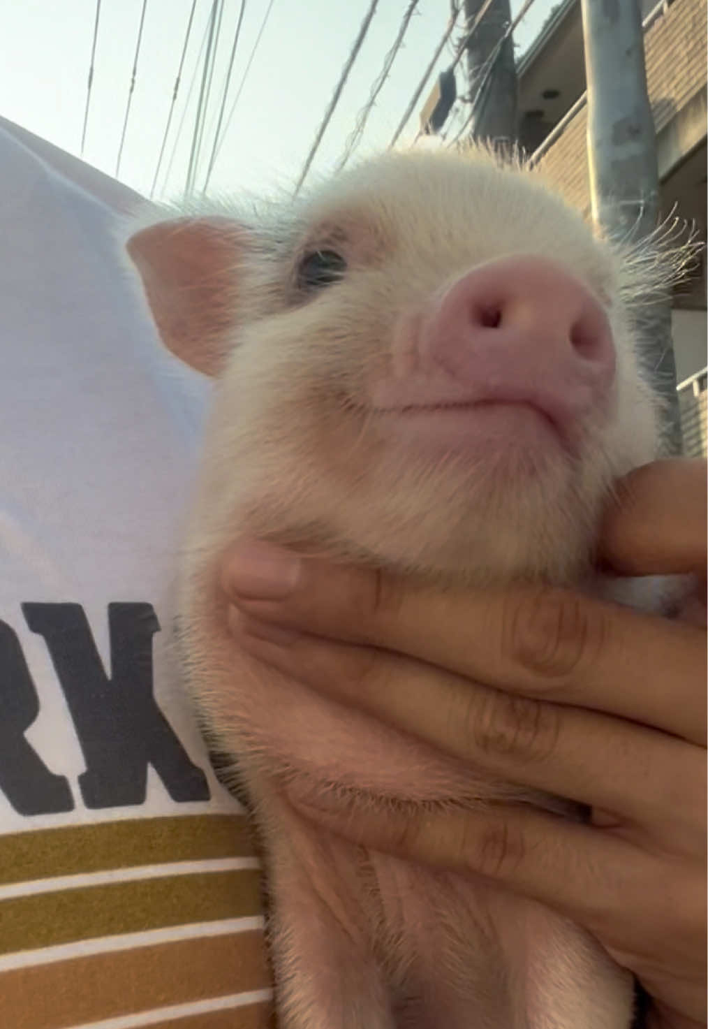 @pignic