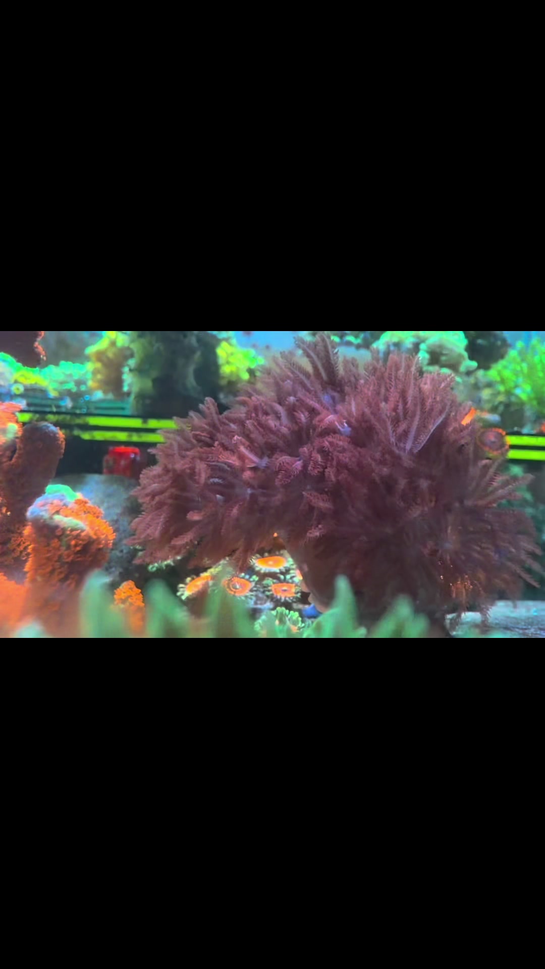 @Inner_Circle_Reefing