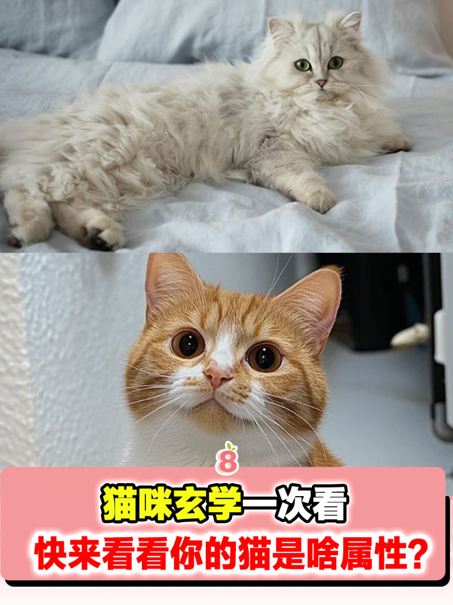 @8guava_tiktok