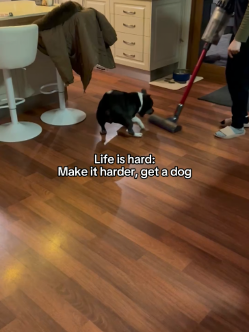 @Happy Staffy Co
