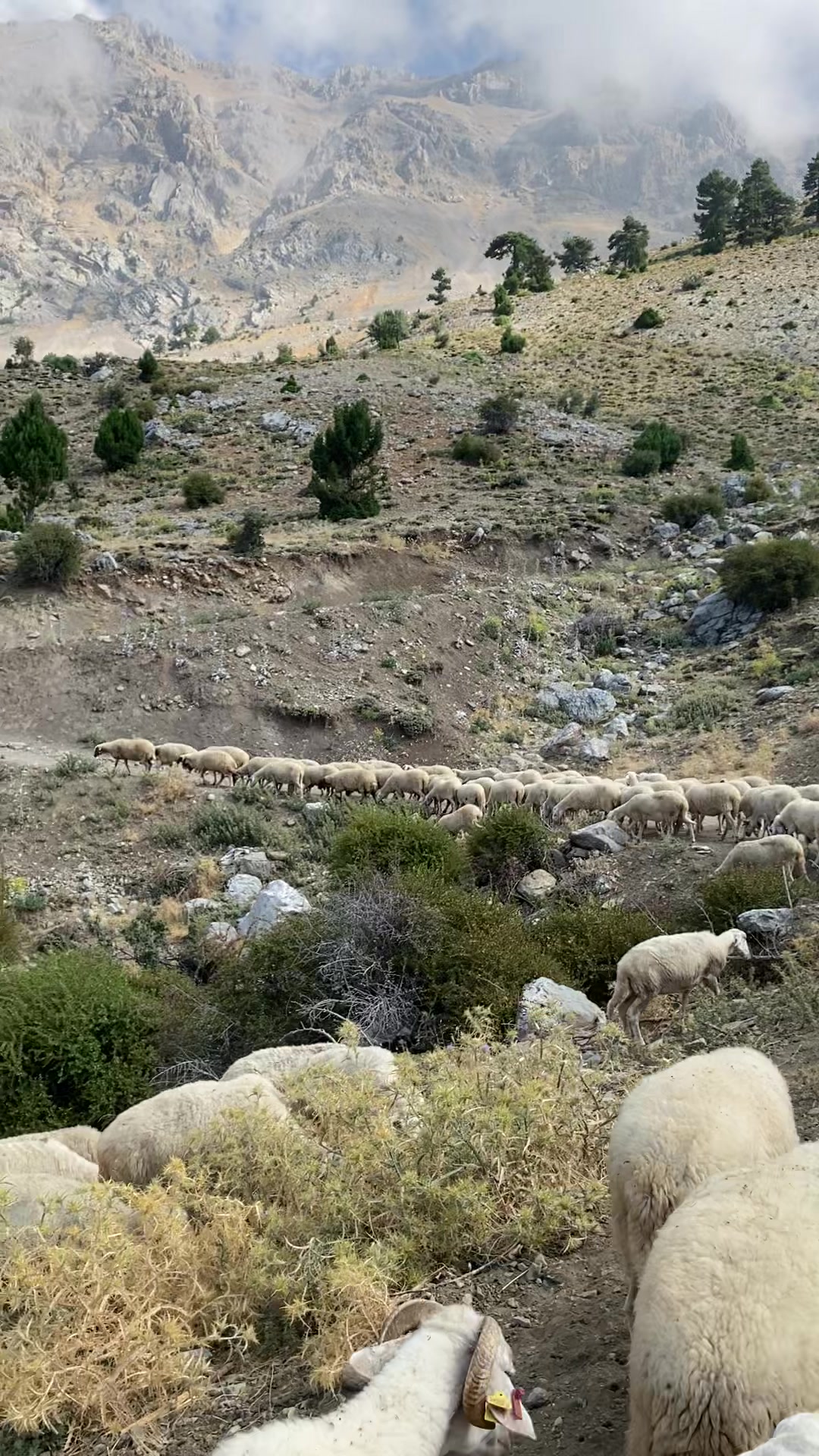 @Sarıtaş