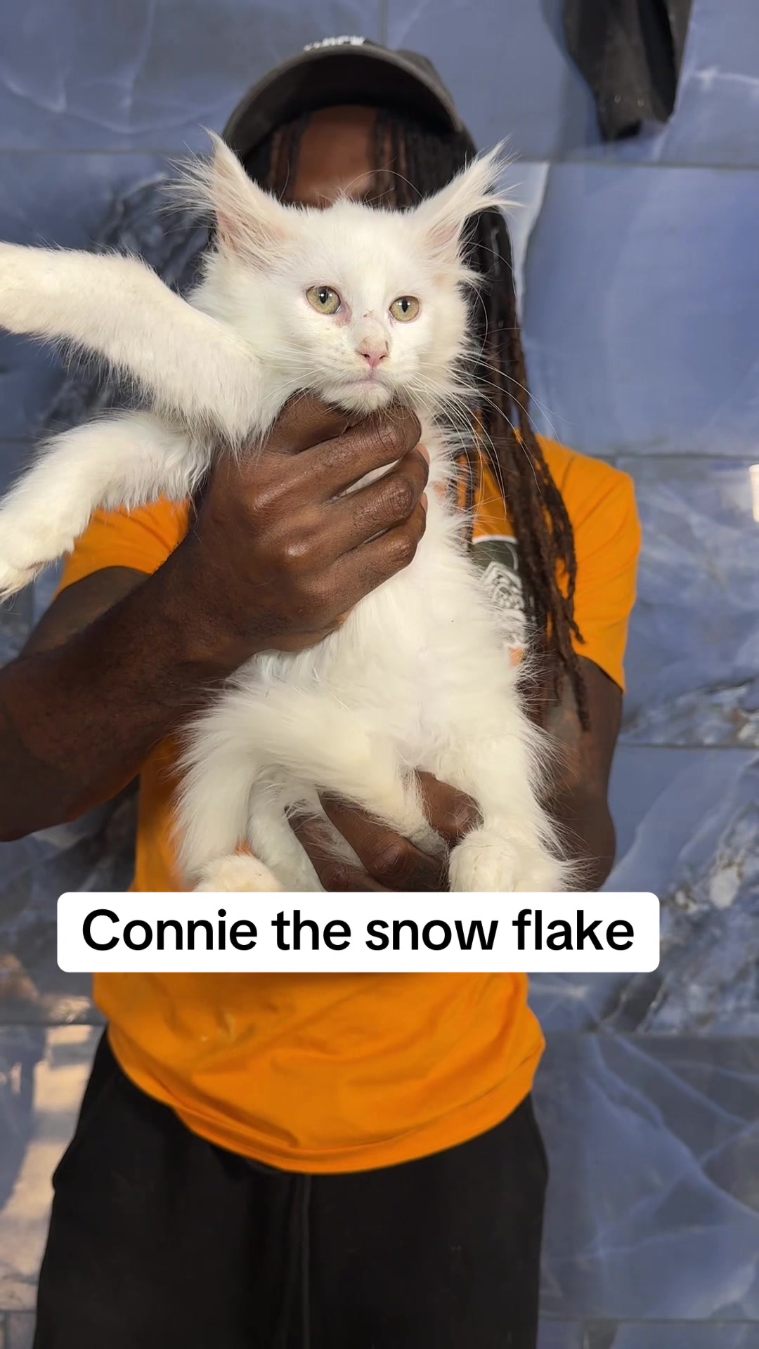 @Tycoon_Mainecoons