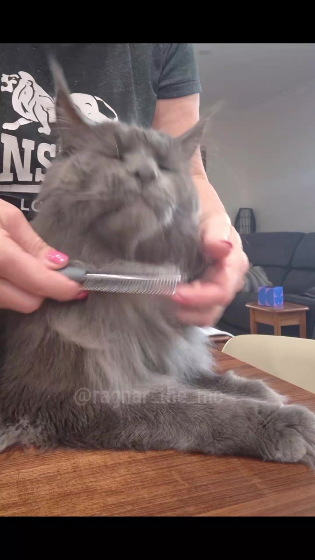 @Ragnar the Maine Coon 🐈