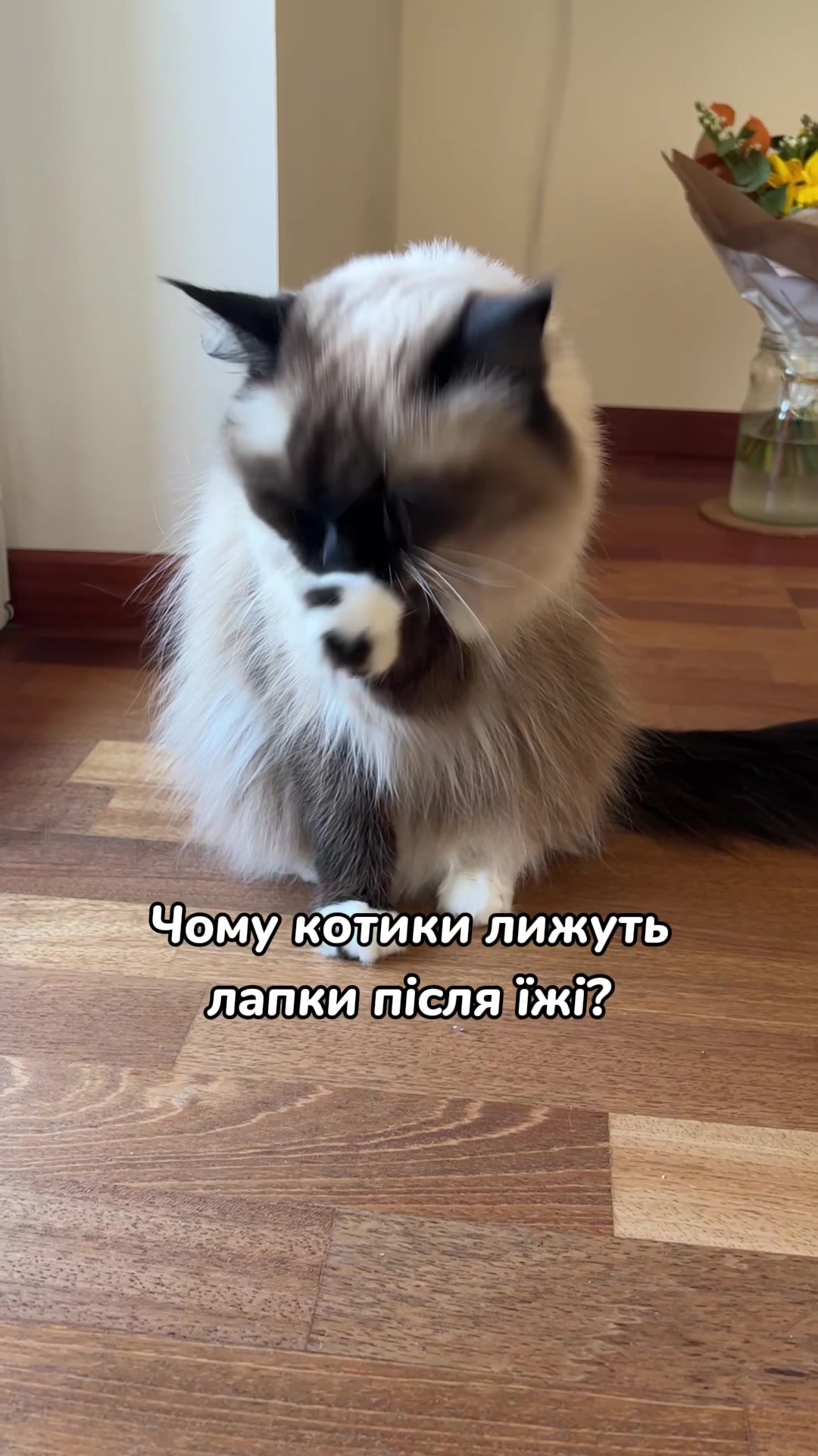@Місс КІСЯ