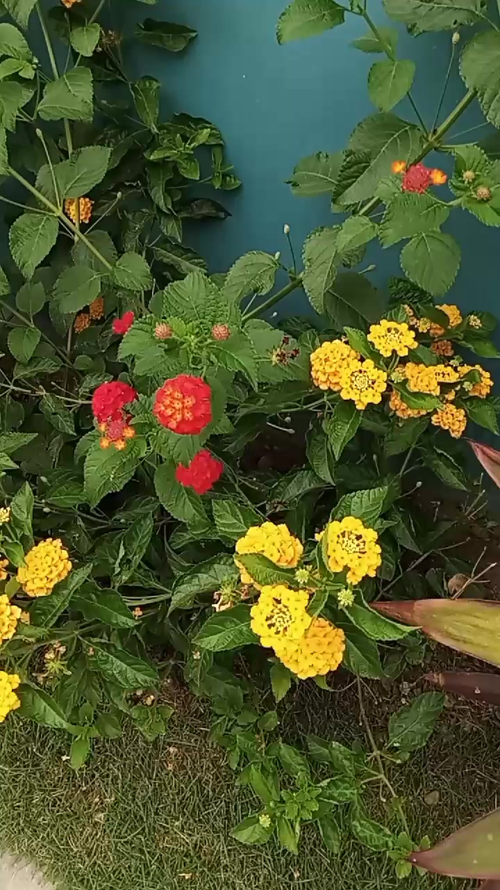 @Rolyn777