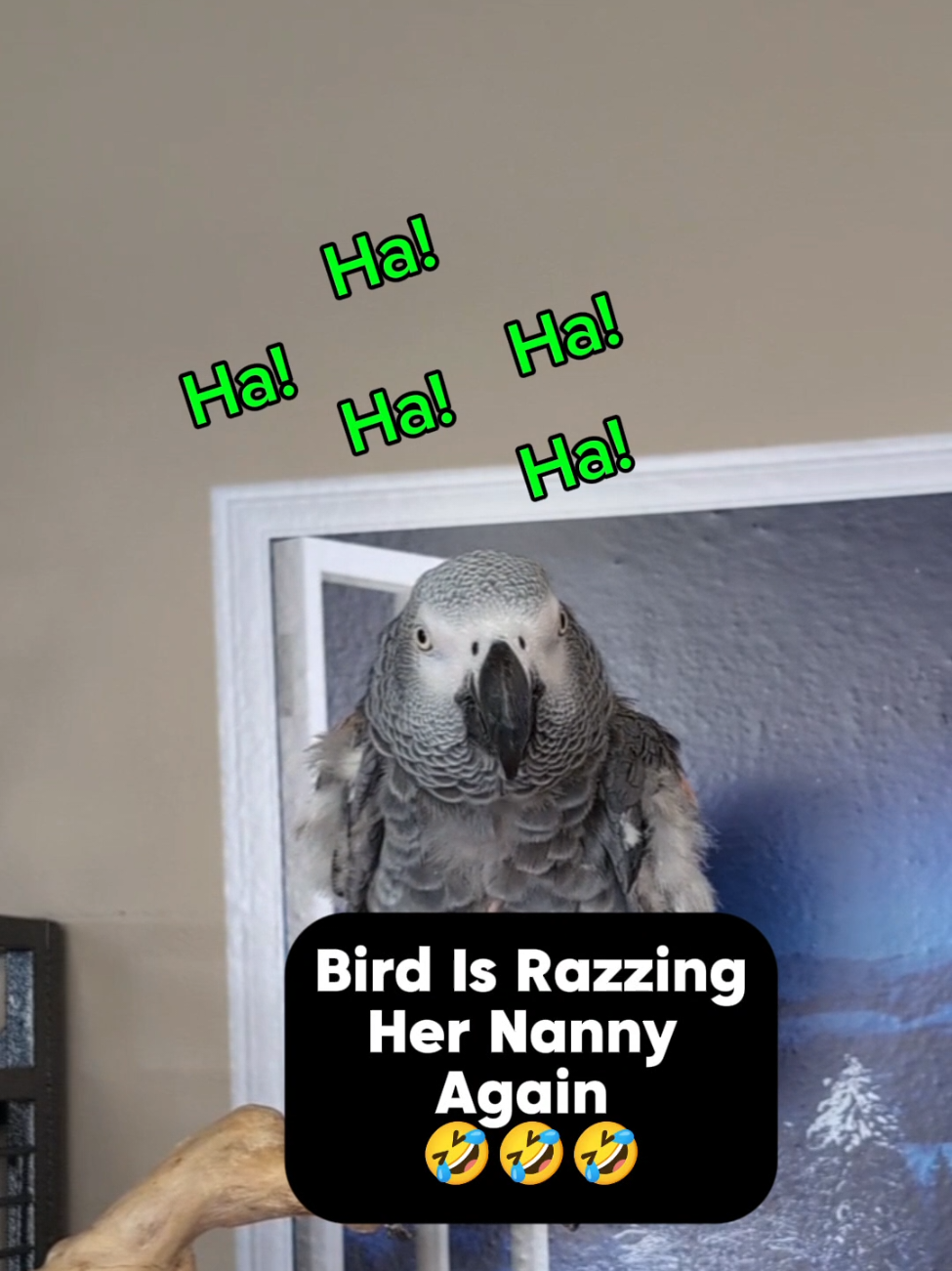 @Cosmothefunnyparrot
