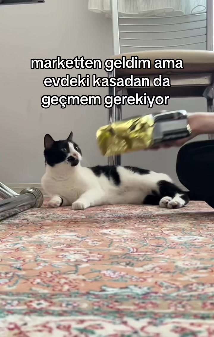 @eda ✩₊˚.⋆☾𓃠☽⋆⁺₊✧