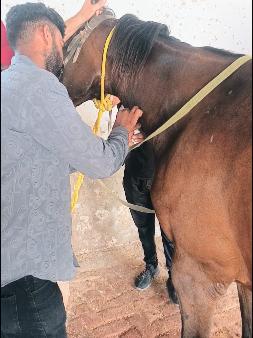 @Dr saif vet (UAF)