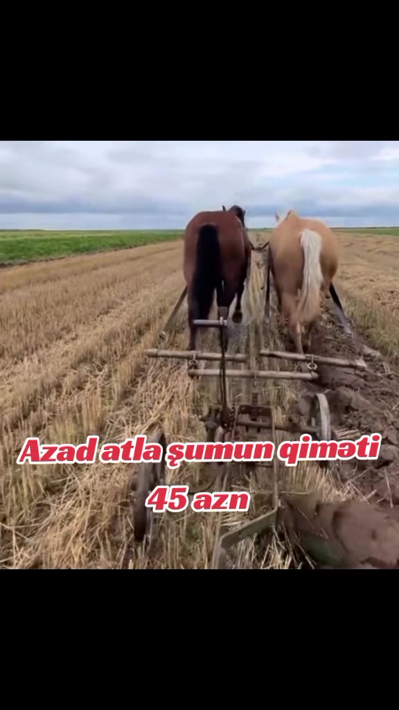 @Traktor_Aləmi