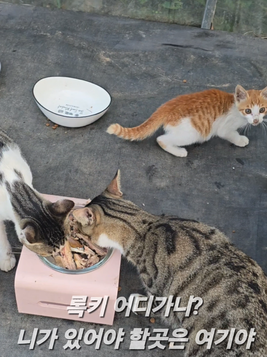 @유튜브 윤파머 납작복숭아
