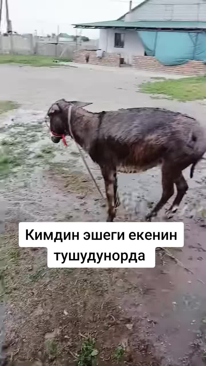 @Дикий Карышкыр🐺
