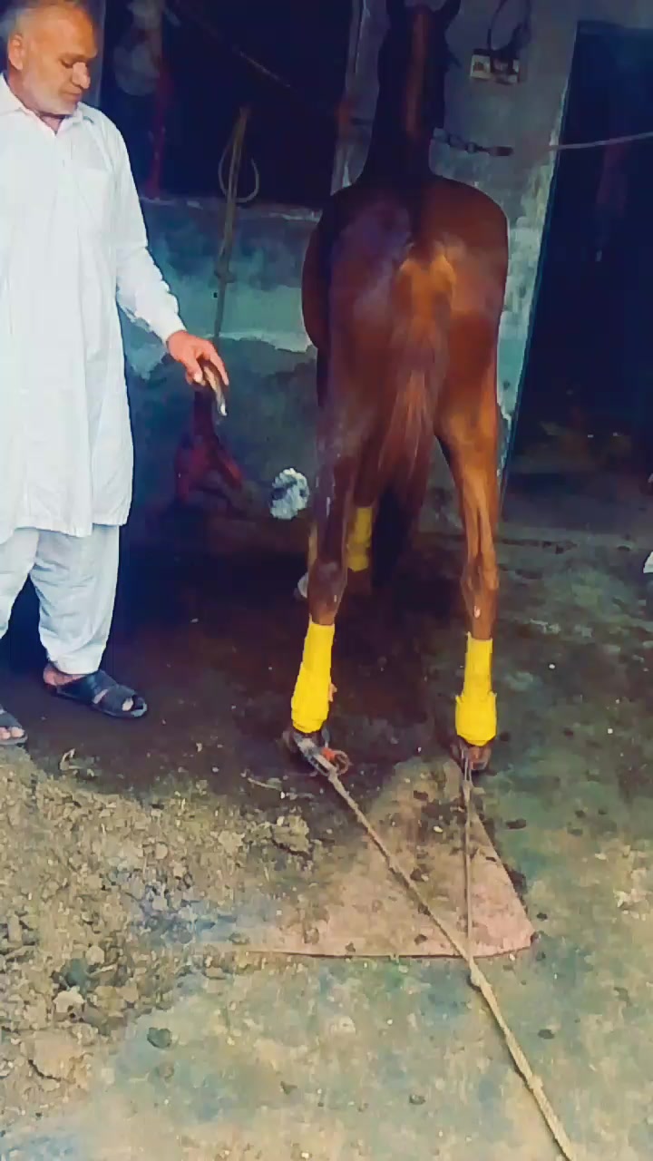 @Sajjad Ali 🐴🐴🐎