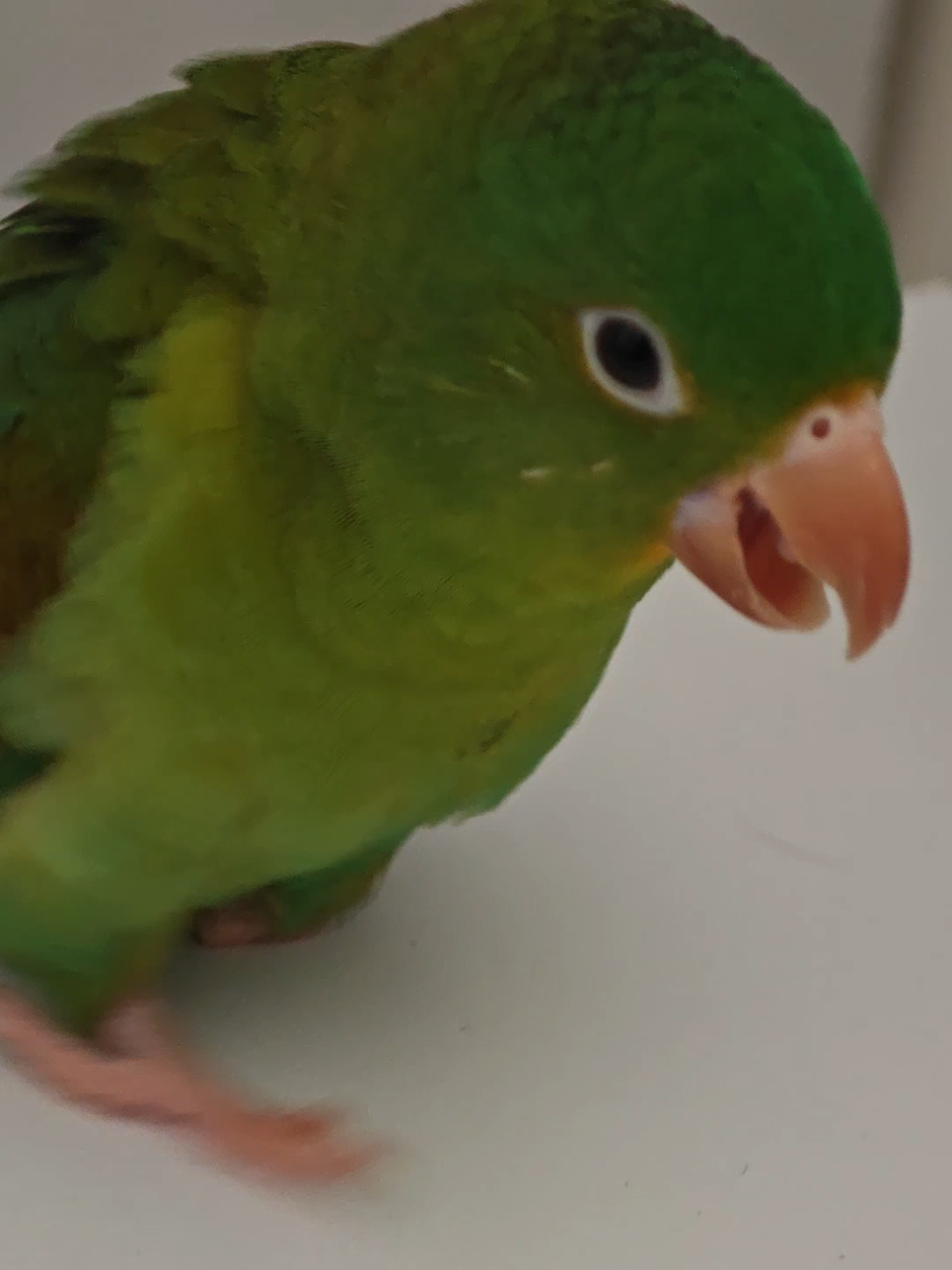 @Pohli