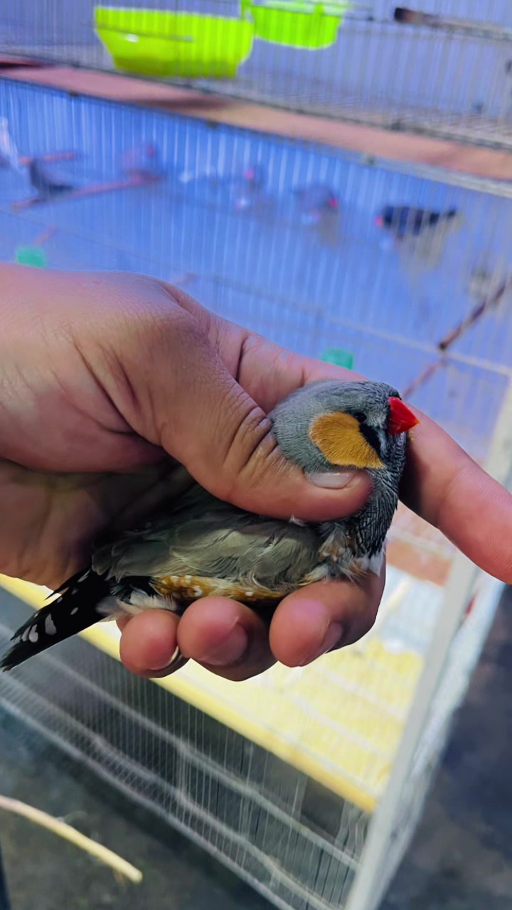 @Lala Aviary