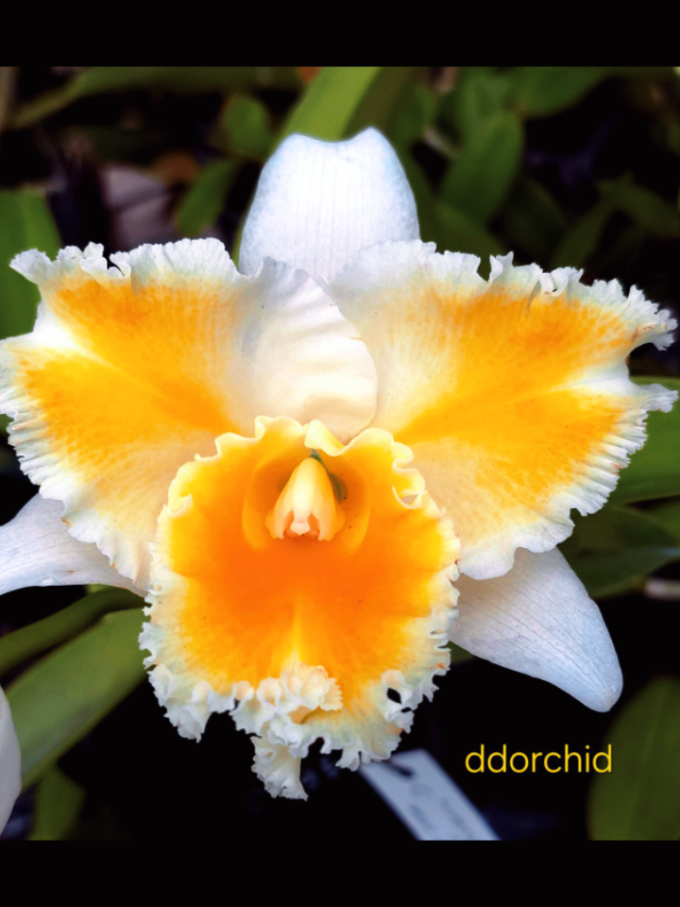 @Bani Orchid