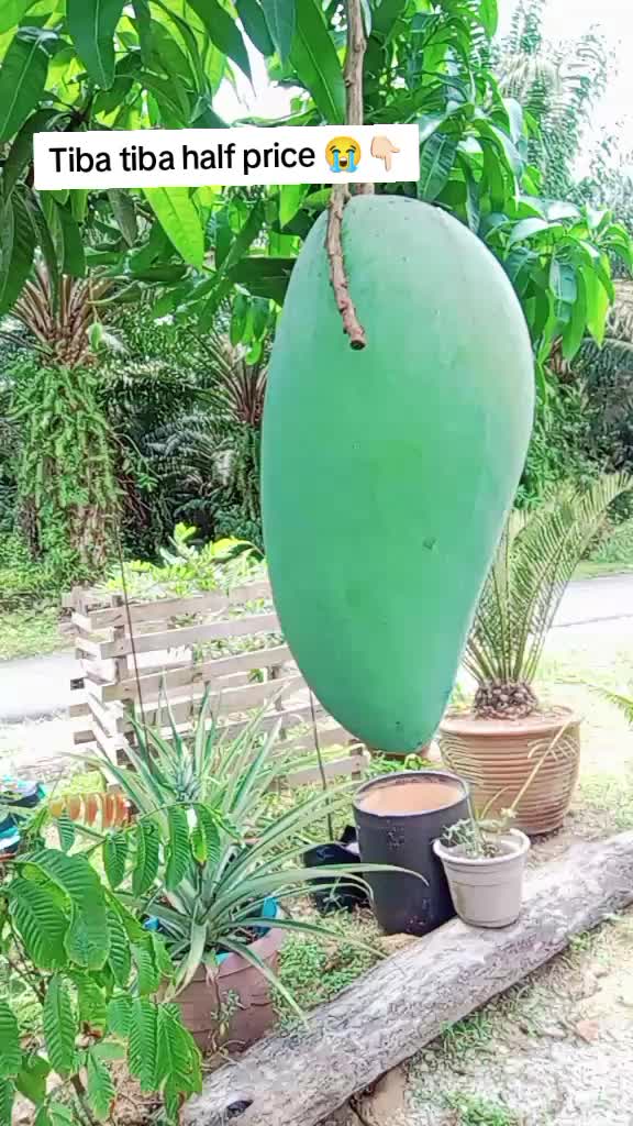 @Suhaida Abu Bakar
