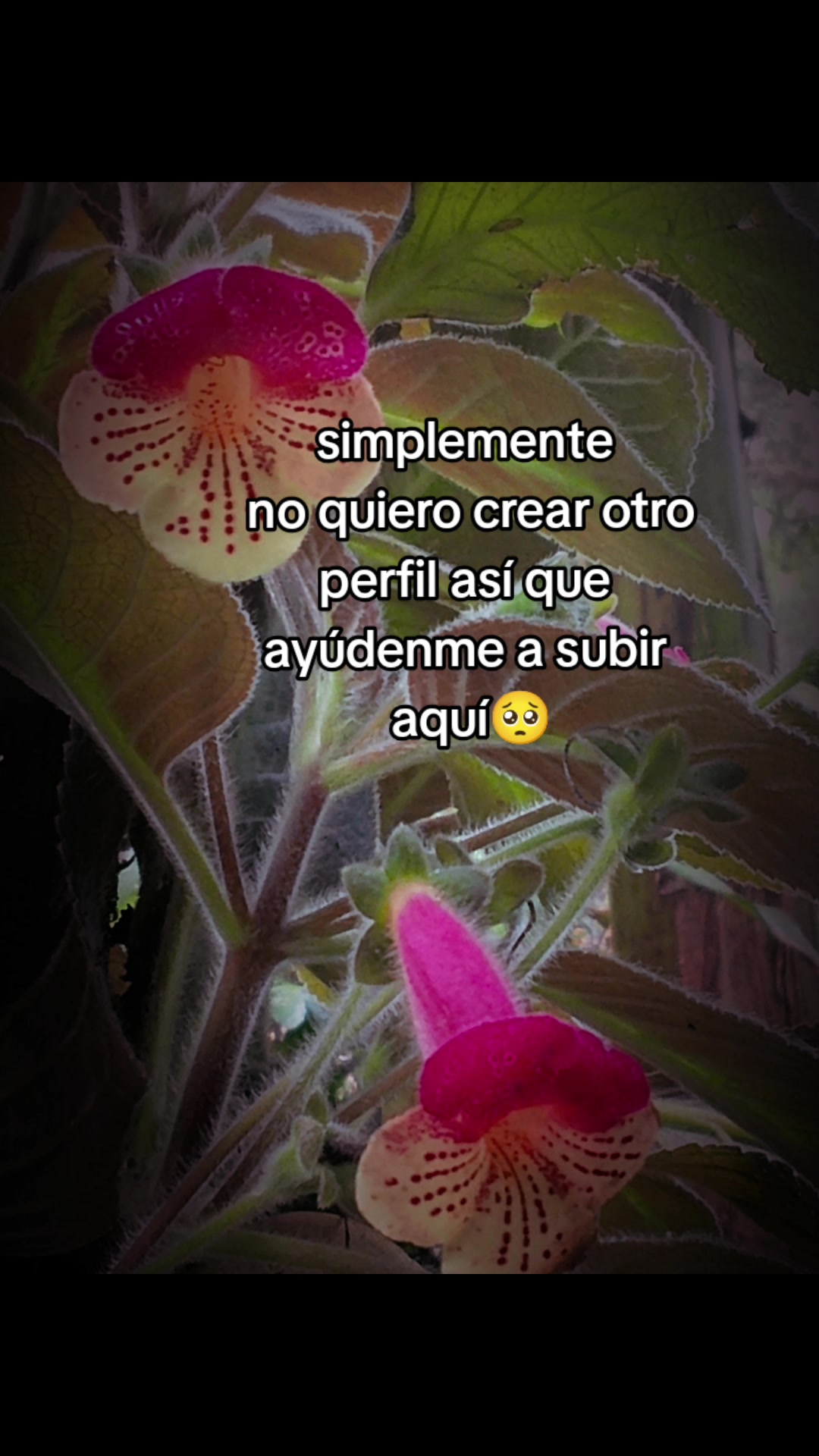 @chica gueguense505
