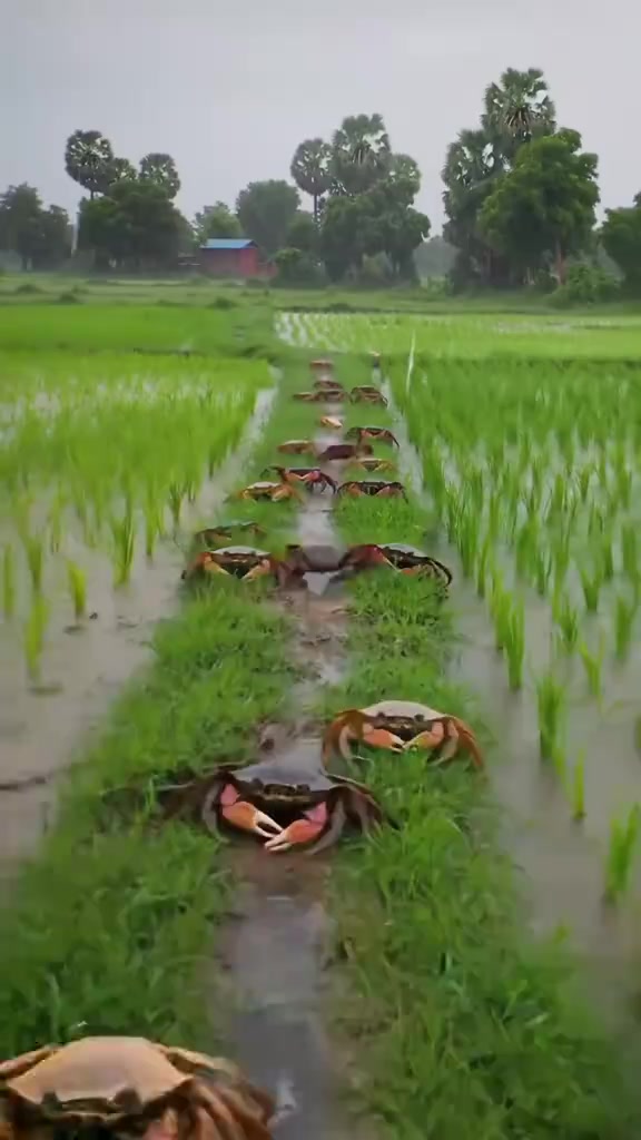@𝐁𝐈𝐒𝐇𝐍𝐔 𝐃𝐄𝐕