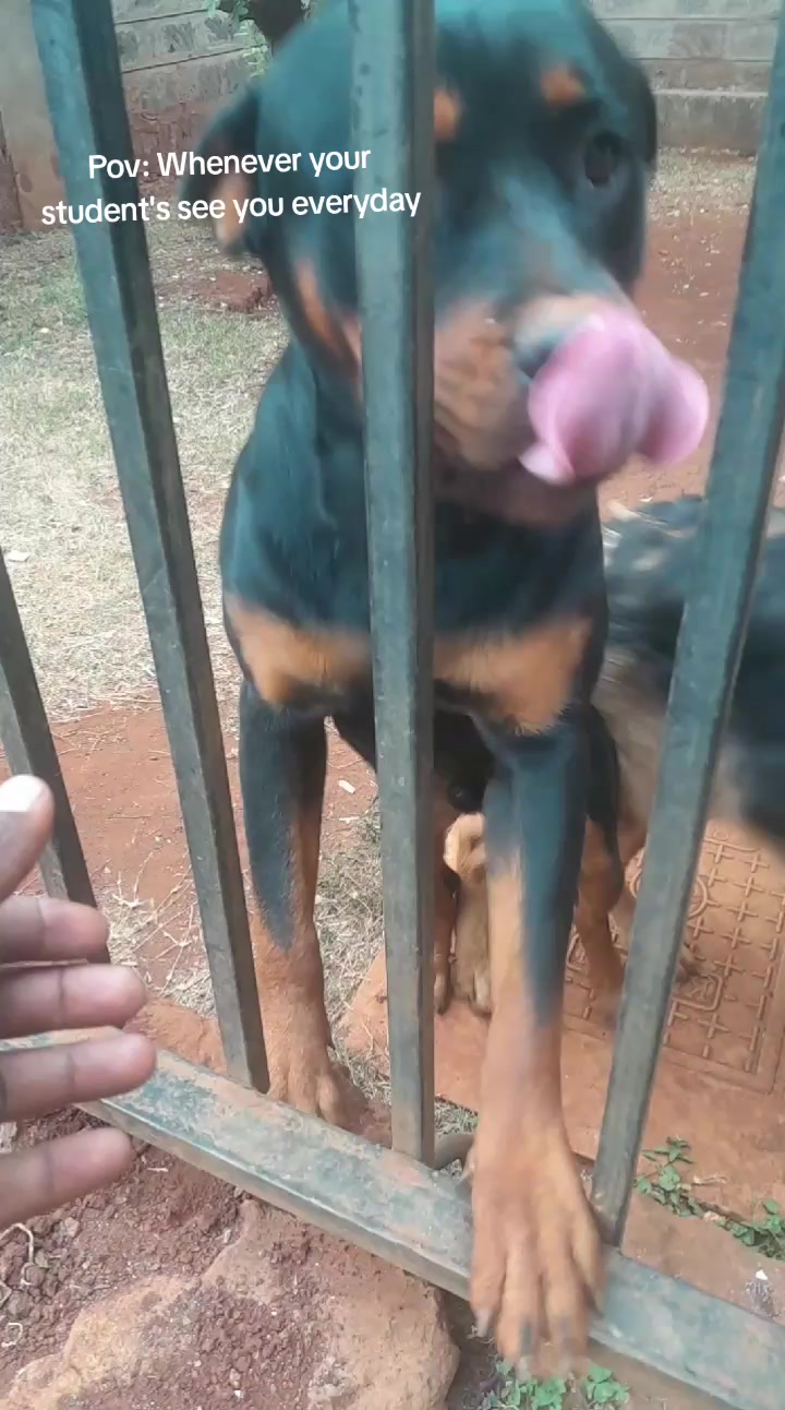 @Orimbajnrkennels